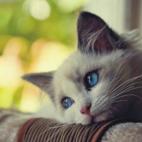 Avatar người chơi Liễu Thùy My tại 188bet
